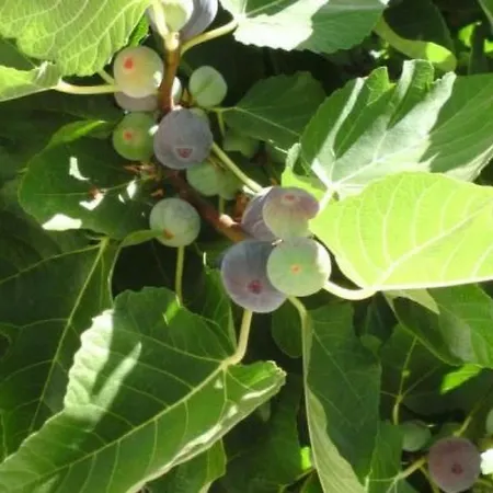 Apartamento Ria By Interhome Fuseta